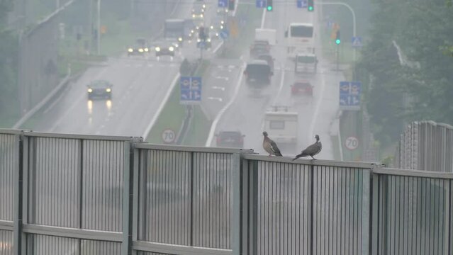 Common wood pigeons, Columba palumbus sitting on noise-absorbing screens. View with car traffic on  DK1 national road with sound-absorbing screens.