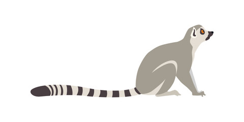 Animal illustration. Sitting ring tailed lemur drawn in a flat style. Isolated objects on a white background. Vector 10 EPS - obrazy, fototapety, plakaty