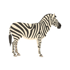 Animal illustration. Standing zebra drawn in a flat style. Isolated object on a white background. Vector 10 EPS