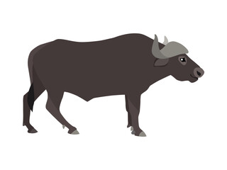 Animal illustration. Walking buffalo drawn in a flat style. Isolated object on a white background. Vector 10 EPS
