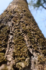 Nature's Texture: A Close-Up of Tree Bark