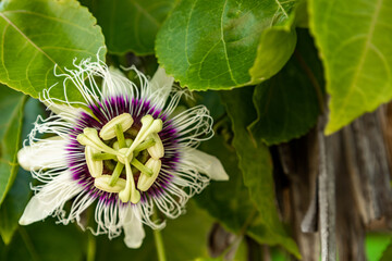 Beautiful passion fruit flower on your plant. Nature flower