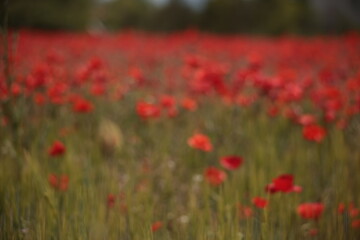 Poppies in a Field in Provence, France