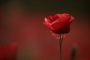 Poppies in a Field in Provence, France