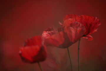 Poppies in a Field in Provence, France