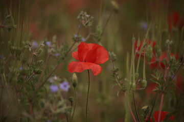 Poppies in a Field in Provence, France