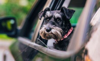 Miniature schnauzer sits in the car and waits for the owner. Mini schnauzer, salt and pepper, black...