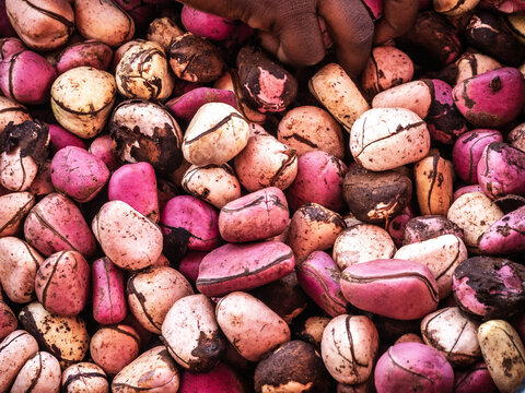 Cola nuts texture