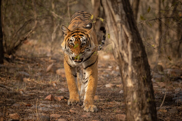 Wild tiger in the nature habitat. Tigers walking during the golden light time. Wildlife scene with danger animal. Hot summer in India. Dry area with beautiful indian tiger, Panthera tigris tigris.