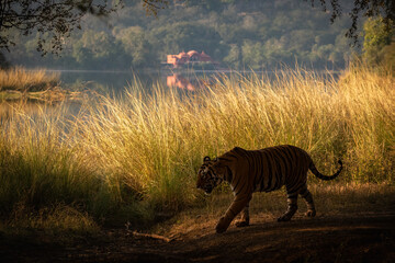 Wild tiger in the nature habitat. Tigers walking during the golden light time. Wildlife scene with danger animal. Hot summer in India. Dry area with beautiful indian tiger, Panthera tigris tigris.