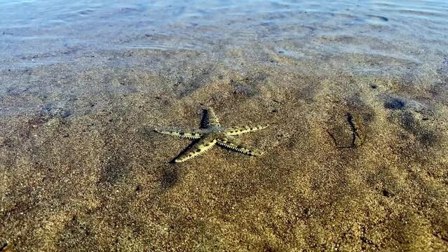 A starfish crawls along the bottom of the sea in search of food at low tide