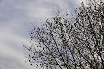 Fototapeta na wymiar sycamore tree in sunny weather in early spring