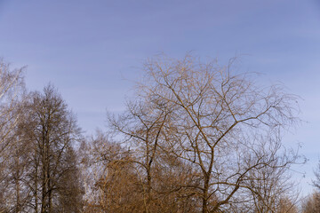 Bare trees in sunny spring weather, bare deciduous trees