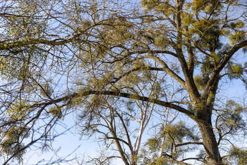 Obraz premium deciduous trees in winter during the day in sunny weather