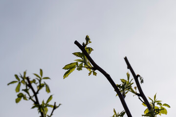 raspberry shrub with young green leaves in spring