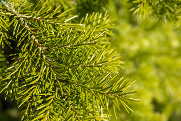 close-up of a spruce tree in sunny spring weather