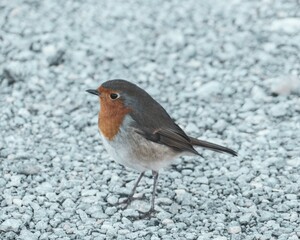 Obraz premium Rotkehlchen