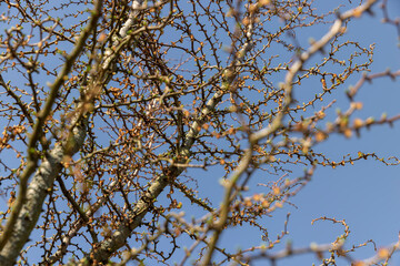 larch tree in sunny weather in early spring