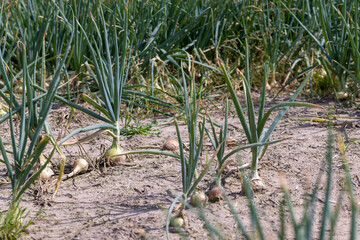 An agricultural field with a harvest of onions in the summer