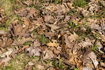 old dry foliage on the grass in the spring season