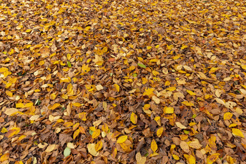 Autumn foliage on trees during its color change