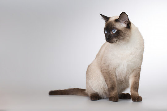 Nice adult male Thai cat posing on background in studio