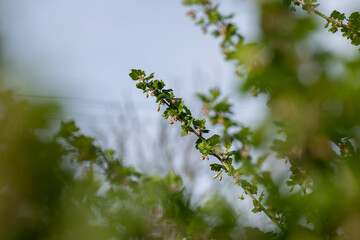 small flowers on gooseberry bushes in spring