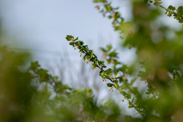 Fototapeta premium small flowers on gooseberry bushes in spring