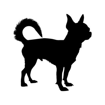 Chihuahua dog silhouette isolated on a white background. Vector illustration