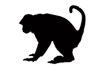 Monkey silhouette isolated on a white background. Vector illustration