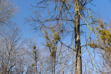 Fototapeta premium Trees covered with the mistletoe parasite in early spring