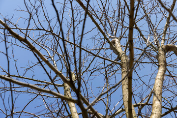 deciduous trees in sunny weather in early spring
