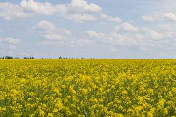 Fototapeta premium beautiful blooming rapeseed flowers in spring