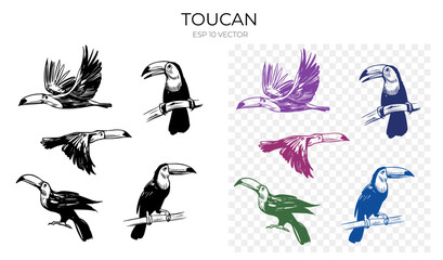 Toucan vector sketch illustration. Set of hand drawn tropical bird. Black outline, shape