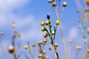 Fototapeta premium an agricultural field where flax is grown, the cultivation of flax