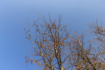 larch tree in sunny weather in early spring