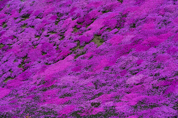 東藻琴　芝桜祭り１