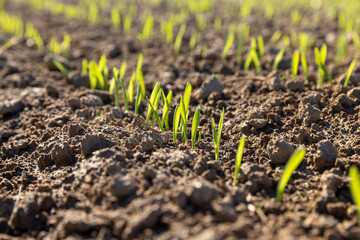 agricultural field with green signs in the spring season