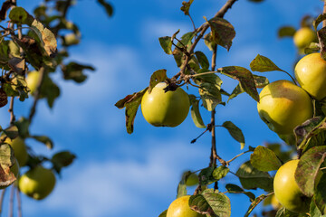 Ripe apples hang on the branches of a tree in the autumn season