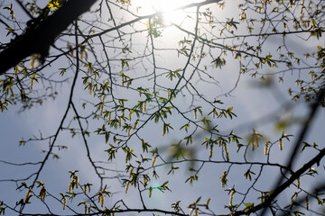 long hornbeam flowers in the spring season
