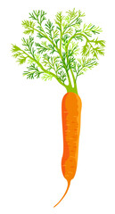 Bright vector illustration of carrot isolated on white background.