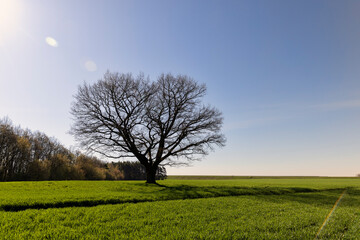 Obraz premium lonely growing oak without foliage in sunny weather