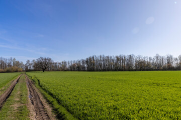 Fototapeta premium poor rural road without asphalt or other pavement