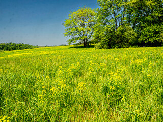 field of yellow flowers