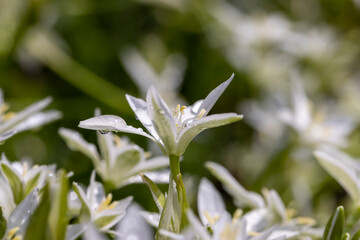white beautiful spring colors covered with water drops