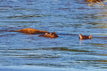 Hippopotamus in Kruger Park, South Africa