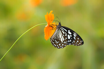 Fototapeta na wymiar Blue tiger butterfly on Orange Cosmos flower.