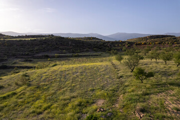 Grass meadow with yellow flowers in the south of Granada