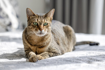 Cute oriental cat sitting on top of the bed at home, domestic animal portrait