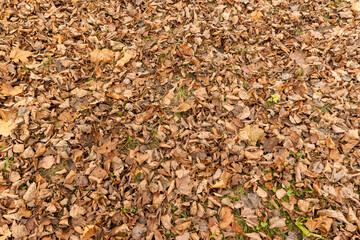 Orange maple foliage on the ground during leaf fall